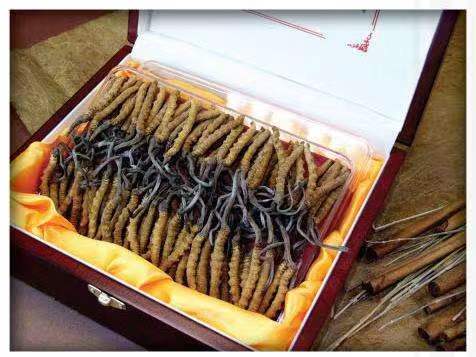 崇义冬虫夏草回收